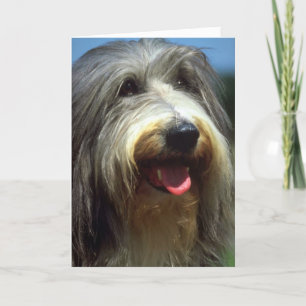 Bearded Collie Card