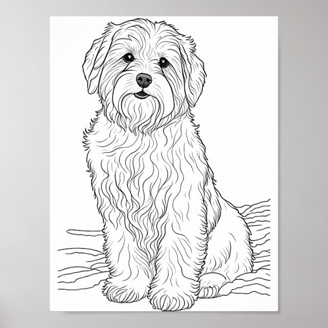 Bearded Collie Dog Adult Colouring Poster (Front)