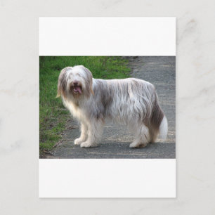 Bearded Collie Dog Postcard