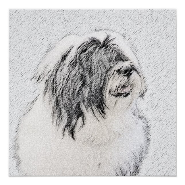 Bearded Collie Drawing - Cute Original Dog Art Poster (Front)