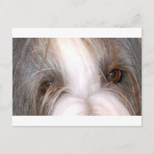 Bearded_collie eyes.png postcard