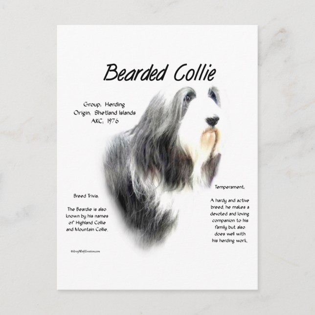 Bearded Collie History; Love Bearded Collies Postcard (Front)