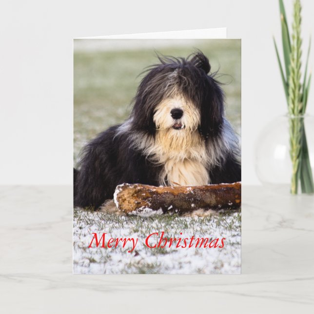 Bearded Collie Holiday Card (Front)