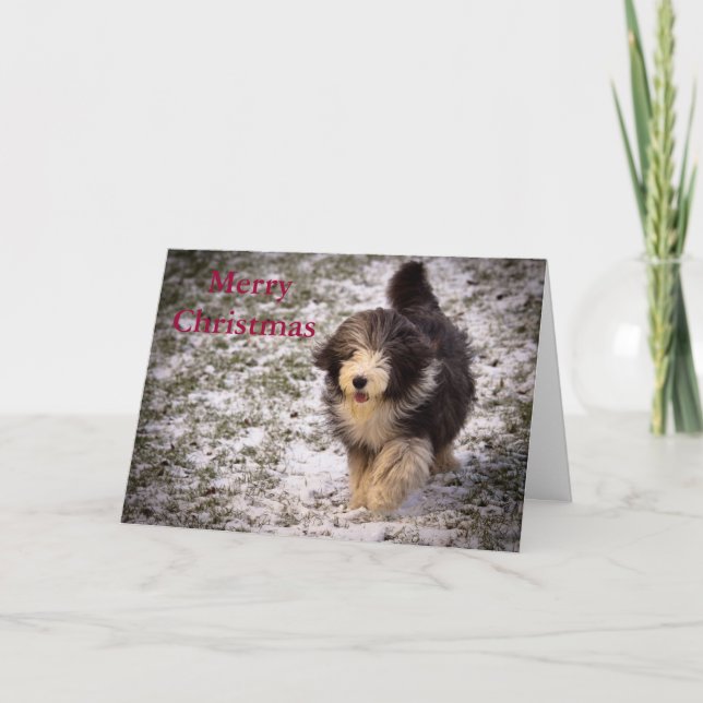 Bearded Collie Holiday Card (Front)