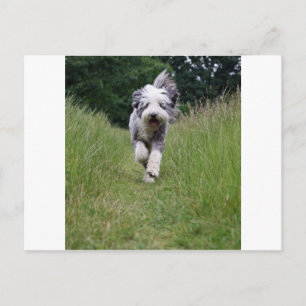 bearded collie in motion.png postcard