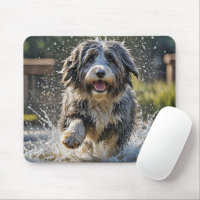 Bearded Collie In Water Puddle