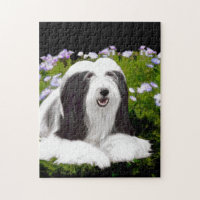 Bearded Collie Painting - Cute Original Dog Art