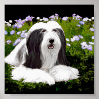 Bearded Collie Painting - Cute Original Dog Art