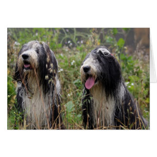 bearded collie pair