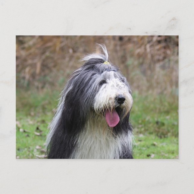 bearded collie postcard (Front)