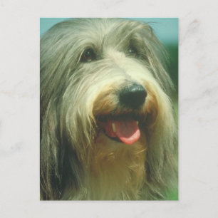 Bearded Collie Postcard