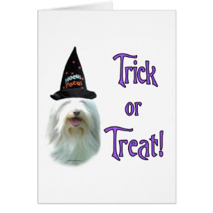 Bearded Collie Trick