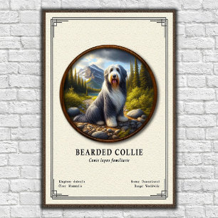 Bearded Collie Zoology Series Poster