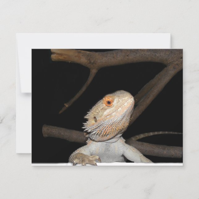 Bearded dragon 2 (Front)