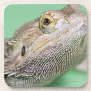 Bearded dragon 2 coaster