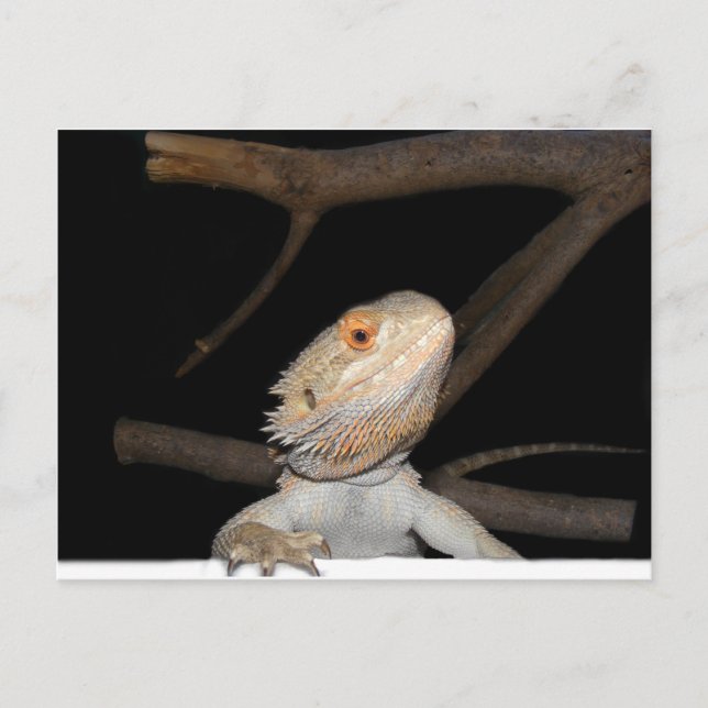 Bearded dragon 2 postcard (Front)