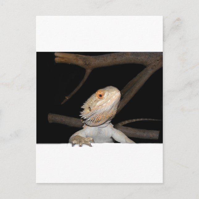 Bearded dragon 2 postcard (Front)
