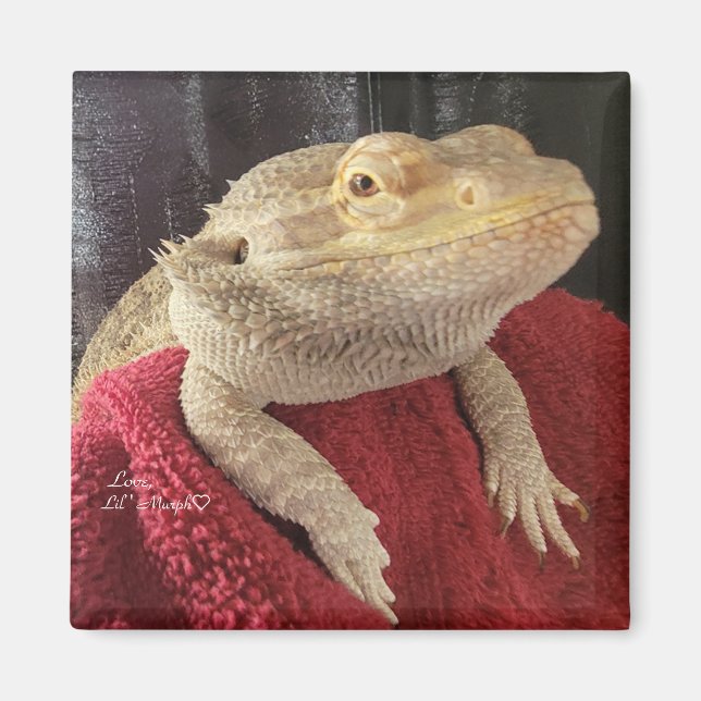 Bearded Dragon Black and Red Square Magnet (Front)