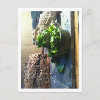 Bearded dragon enjoying salad postcard