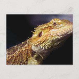 Bearded Dragon Head 2 Postcard