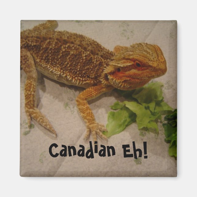 Bearded Dragon Humour Canadian Eh! Magnet (Front)
