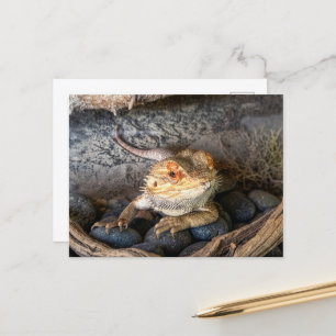 Bearded Dragon Lizard Postcard
