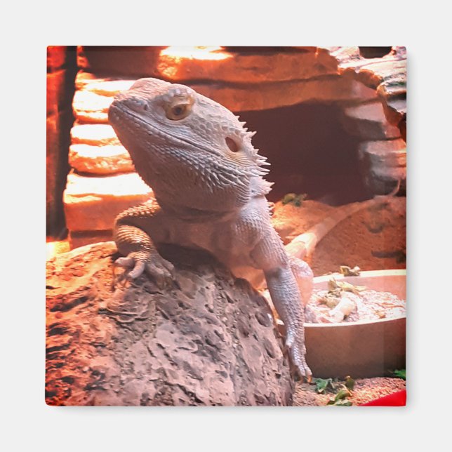 Bearded Dragon Magnet (Front)