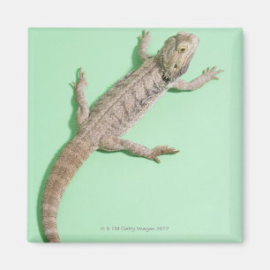 Bearded dragon magnet