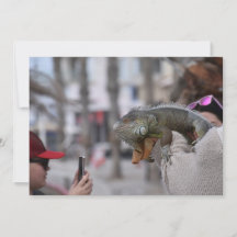 Bearded dragon on the seafront Paphos postcard
