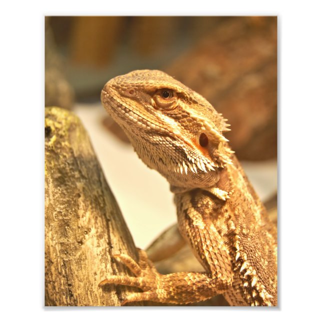 Bearded Dragon Photo Print (Front)