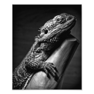 Bearded Dragon photographic poster
