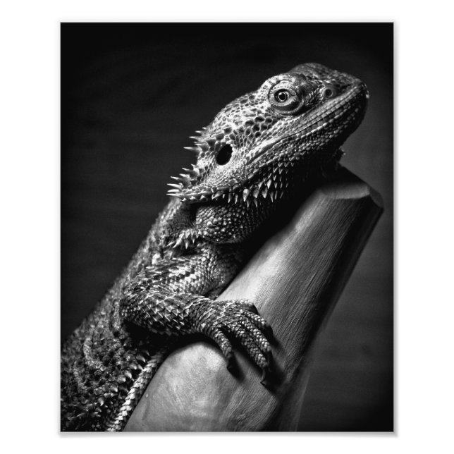 Bearded Dragon photographic poster (Front)