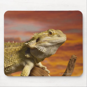 Bearded dragon (Pogona Vitticeps) on branch, Mouse Mat