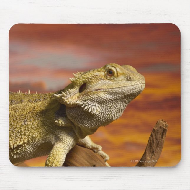Bearded dragon (Pogona Vitticeps) on branch, Mouse Mat (Front)