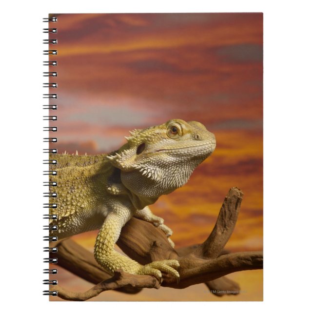 Bearded dragon (Pogona Vitticeps) on branch, Notebook (Front)