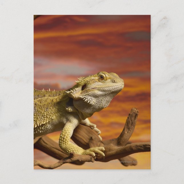 Bearded dragon (Pogona Vitticeps) on branch, Postcard (Front)
