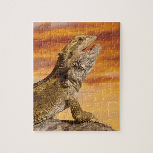 Bearded dragon (Pogona Vitticeps) on rock, Jigsaw Puzzle (Vertical)