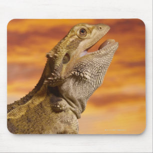Bearded dragon (Pogona Vitticeps) on rock, Mouse Mat