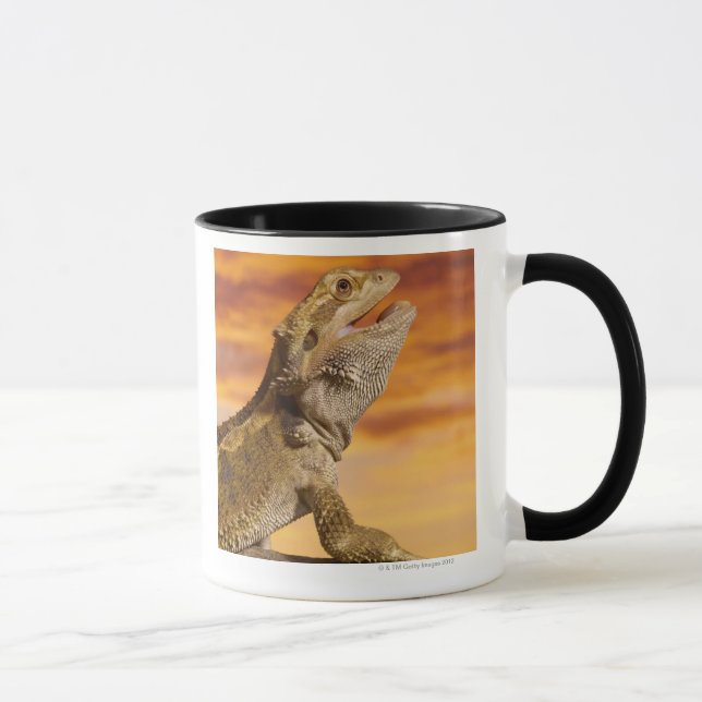 Bearded dragon (Pogona Vitticeps) on rock, Mug (Right)