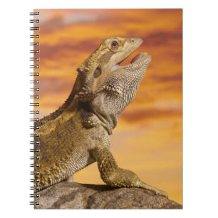 Bearded dragon (Pogona Vitticeps) on rock, Notebook