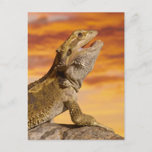 Bearded dragon (Pogona Vitticeps) on rock, Postcard