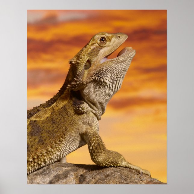 Bearded dragon (Pogona Vitticeps) on rock, Poster (Front)