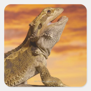 Bearded dragon (Pogona Vitticeps) on rock, Square Sticker