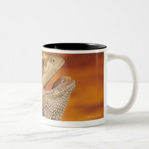 Bearded dragon (Pogona Vitticeps) on rock, Two-Tone Coffee Mug