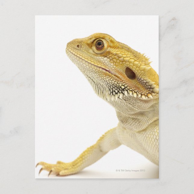 Bearded dragon (Pogona Vitticeps) Postcard (Front)