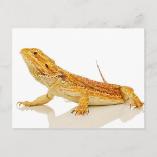 Bearded Dragon Postcard