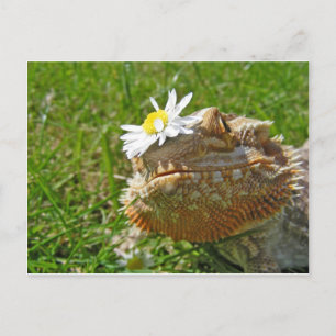 Bearded dragon postcard