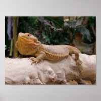 Bearded Dragon