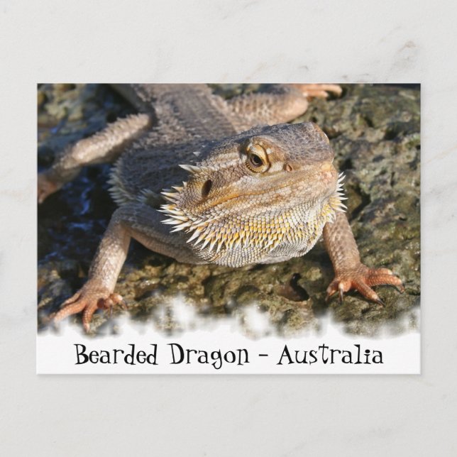 Bearded Dragon Series Postcard (Front)