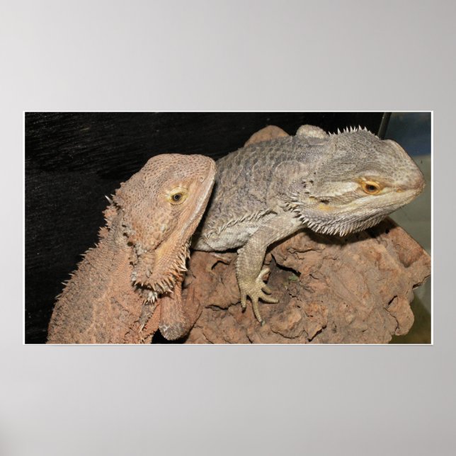 Bearded Dragons Poster (Front)